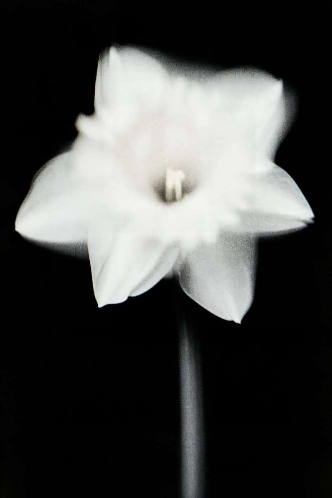 FLORA